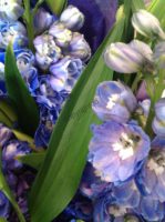 blue-blooms-1