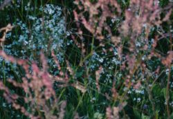 blue-blooms-in-the-wild-1
