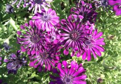 purple-blooms-1