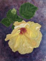 yellow-hibiscus-1